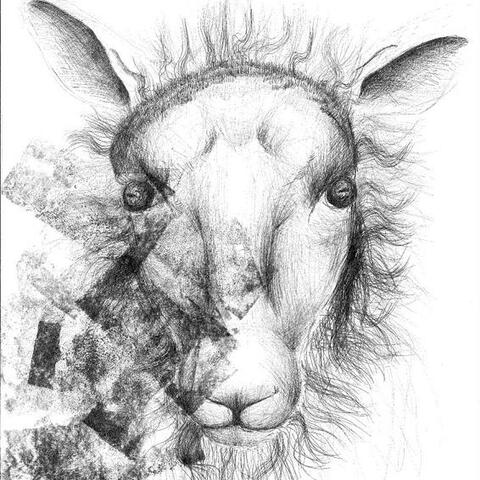 Black and white hand-drawn artwork of a sheep