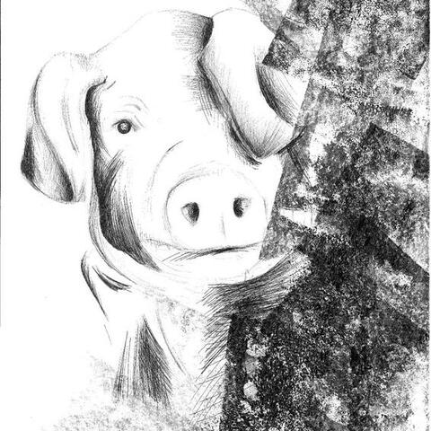 Black and white hand-drawn artwork of a pig